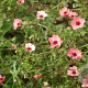 Potentilla hopwoodiana GM P9
