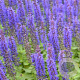 Salvia nem. Sensation Deep Blue GM P9