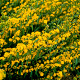 Solidago caesia GM P9