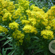 Solidago 'Praecox' GM P9