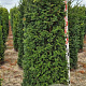 Taxus baccata 150-175 cm draadkluit extra
