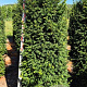 Taxus baccata 175-200 cm draadkluit extra