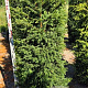 Taxus baccata 175-200 cm draadkluit extra