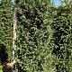 Taxus baccata 200-220 cm draadkluit extra
