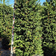 Taxus baccata 200-220 cm draadkluit extra