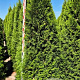 Thuja occ. 'Smaragd' 225-250 cm draadkluit extra