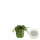 Thymus puleg. 'Tabor' GM  P11