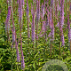 Veronicastrum virg. 'Adoration' GM P9