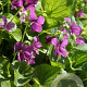 Viola sororia 'Red Cloud' GM P9