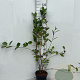 Aronia melanocarpa 80-100 cm 5,0L