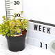 Abelia grandifl. Jelly Beans 40-60 cm 3,0L