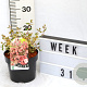 Abelia grandifl. Magic Daydream 40-60 cm 3,0L