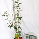 Argyrocytisus battandieri 40-60 cm 3,0L
