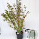 Callicarpa dich. 'Issai' 40-60 cm 3,0L