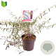 Buddleja d. 'Nanho Blue' 50 cm 10L