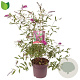 Buddleja d. 'Royal Red' 50 cm 10L