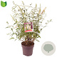 Buddleja d. 'White Profusion' 50 cm 10L