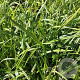 Carex fol. `Irish Green` GM P9