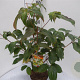 Cornus k. 'China Girl' 60-80 cm 5,0L