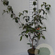 Cornus k. 'Wieting's Select' 60-80 cm 5,0L
