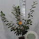 Hamamelis int. 'Arnold Promise' 60-80 cm 5,0L