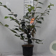 Hamamelis int. 'Rubin' 60-80 cm 5,0L