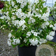 Weigela 'Bristol Snowflake' 80-100 cm 5,0L