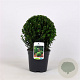 Buxus sempervirens 25 cm 3,0L bol
