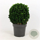 Buxus sempervirens 30 cm 3,0L bol