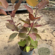 Cotinus 'Grace' GM C3