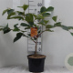 Hamamelis int. 'Aphrodite' 60-80 cm 5,0L
