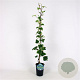 Hedera alg. 'Gloire de Marengo' 80-100 cm 2,5L