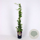 Hedera hel. 'Goldchild' 80-100 cm 2,5L