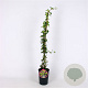 Hedera hel. 'Goldheart' 80-100 cm 2,5L
