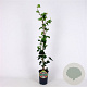 Hedera hibernica 80-100 cm 2,5L