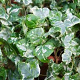 Hedera hel. 'Kolibri' 60-80 cm 2,0L