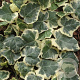 Hedera hel. 'Margin. Elegantissima' 60-80 cm 2,0L