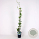 Hedera hel. 'Margin. Elegantissima' 80-100 cm 2,5L