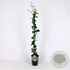 Hedera hel. 'Plattensee' 80-100 cm 2,5L