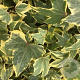 Hedera hel. 'Yellow Ripple' 60-80 cm 2,0L