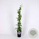 Hedera hel. 'Yellow Ripple' 80-100 cm 2,5L