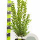 Ligustrum oval. 'Aureum' 100-125 cm 12L