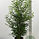 Prunus l. 'Angustifolia' 100-125 cm 12L