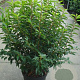 Prunus l. 'Angustifolia' 100-125 cm 12L