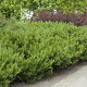 Prunus l. 'Polster' 25-30 cm 3,5L