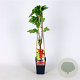 Ribes rubrum 70 cm 2,0L