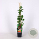 Ribes u.-c. 'Captivator' 70 cm 2,0L