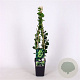 Ribes u.-c. Hinnonmäki Grön 70 cm 2,0L
