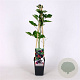 Rubus frut. 'Navaho' 70 cm 2,0L