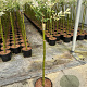Salix integra 'Hakuro-nishiki' 60 cm stam 3,0L